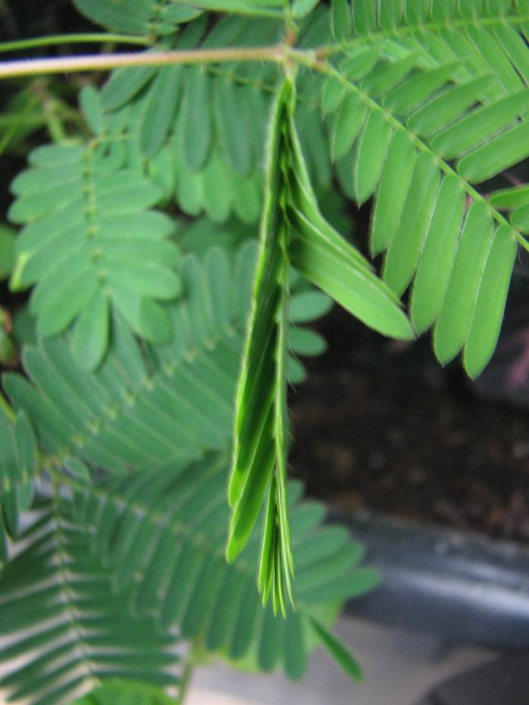 Mimosa Pudica