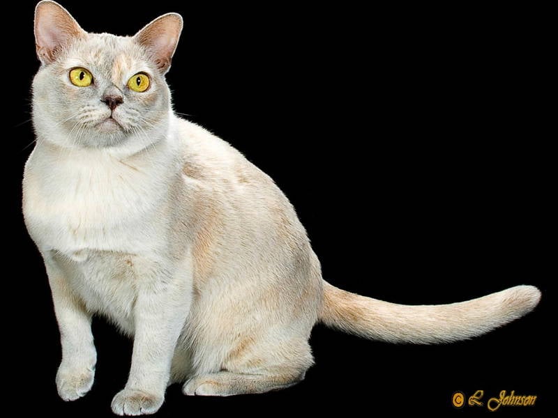 Ugliest Cat Breeds Burmese Cats