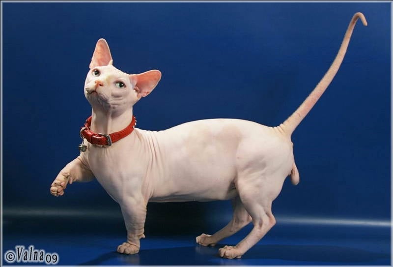 5 Of The Weirdest And Ugliest Cat Breeds From Around The World