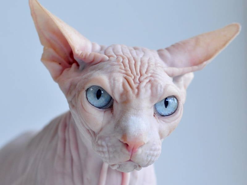 Ugliest Cat Breeds