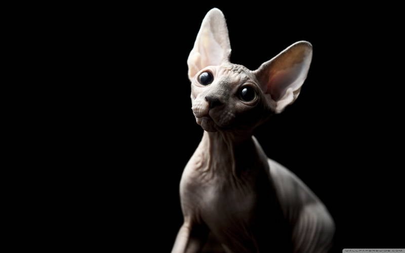 Ugliest Cat Breeds In The World Sphynx Cat