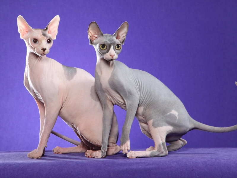 Sphynx Cat Picture