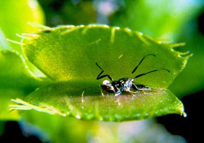 Venus Flytrap Catching A Fly