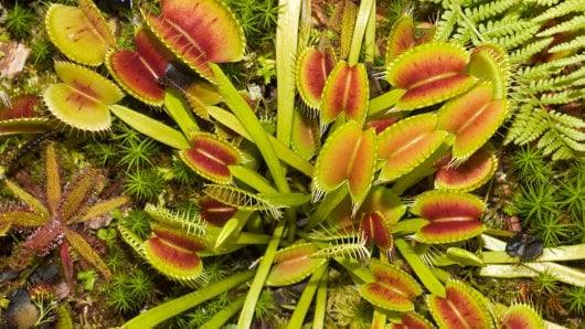 Peculiar Plants Venus Flytrap