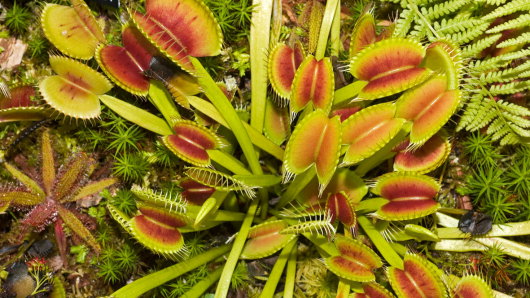 Nature's Five Most Peculiar Plants