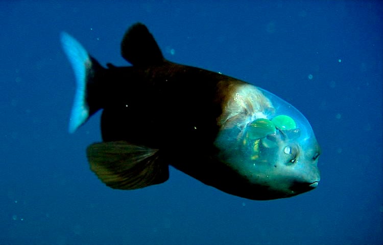 Transparent Animals