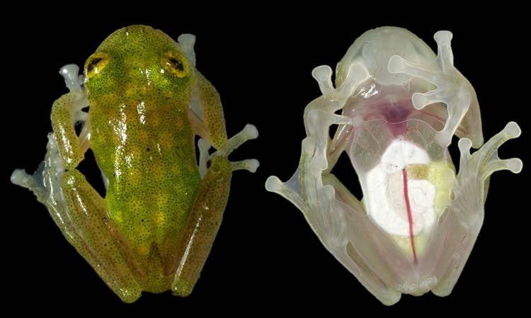 Glass Frog