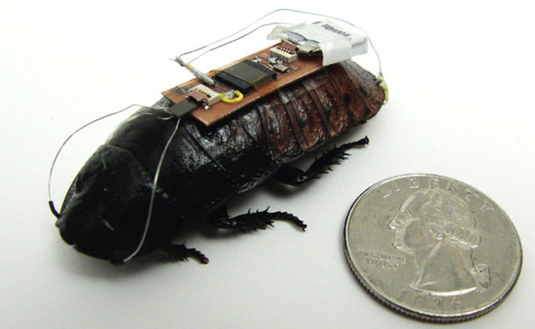 Insect-1 Controlling Cockroaches