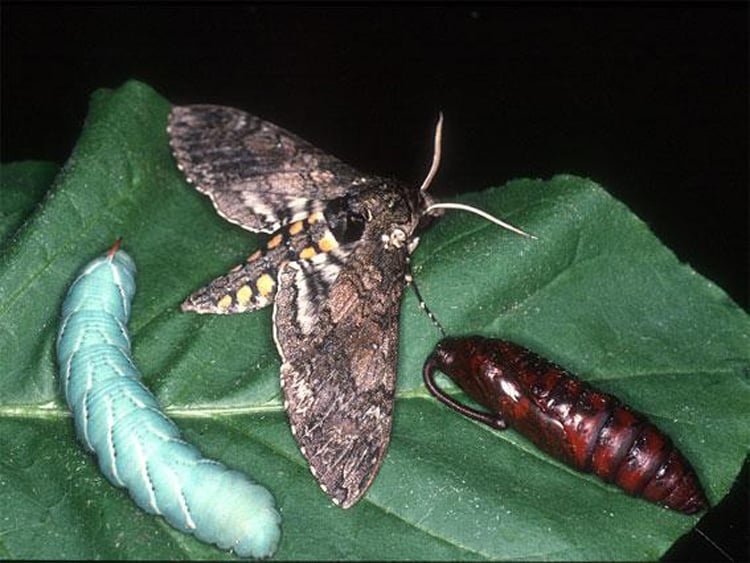 Insect-2 Moth: Insect Cyborgs