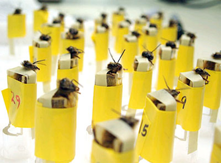 Insect-3 Bomb Sniffing Bees