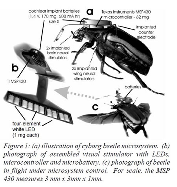 Insect-4 Cyborg Beetle