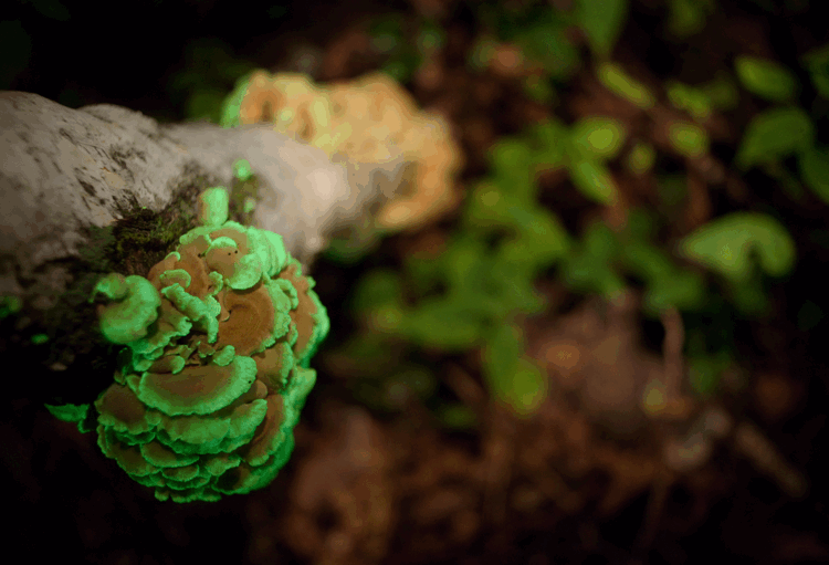 Mushroom Glowing