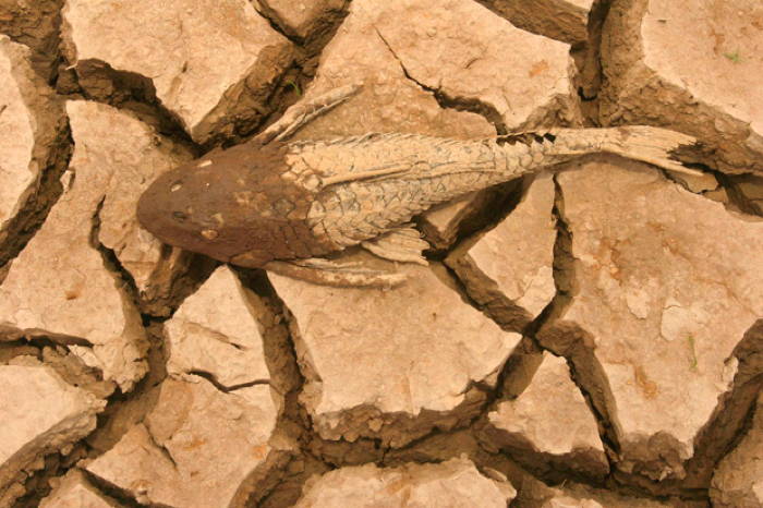 Severe Drought in Brazilian Amazon