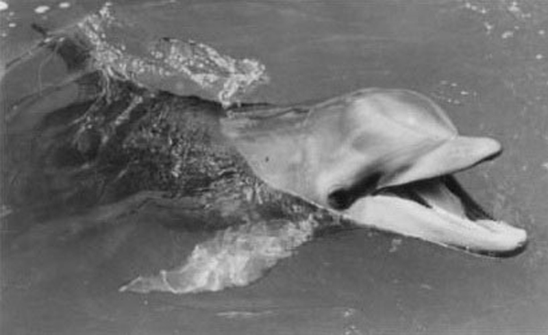 Animal1 Flipper