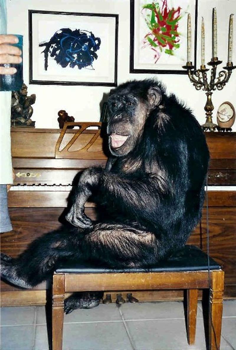 Animal2 Cheeta the Chimp