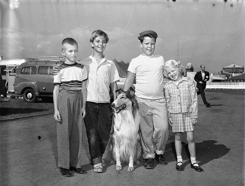 Animal3 Lassie