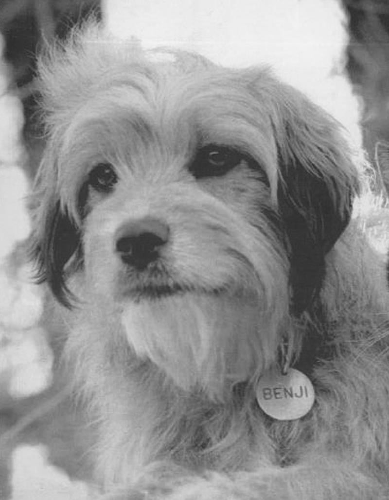 Animal5 Benji