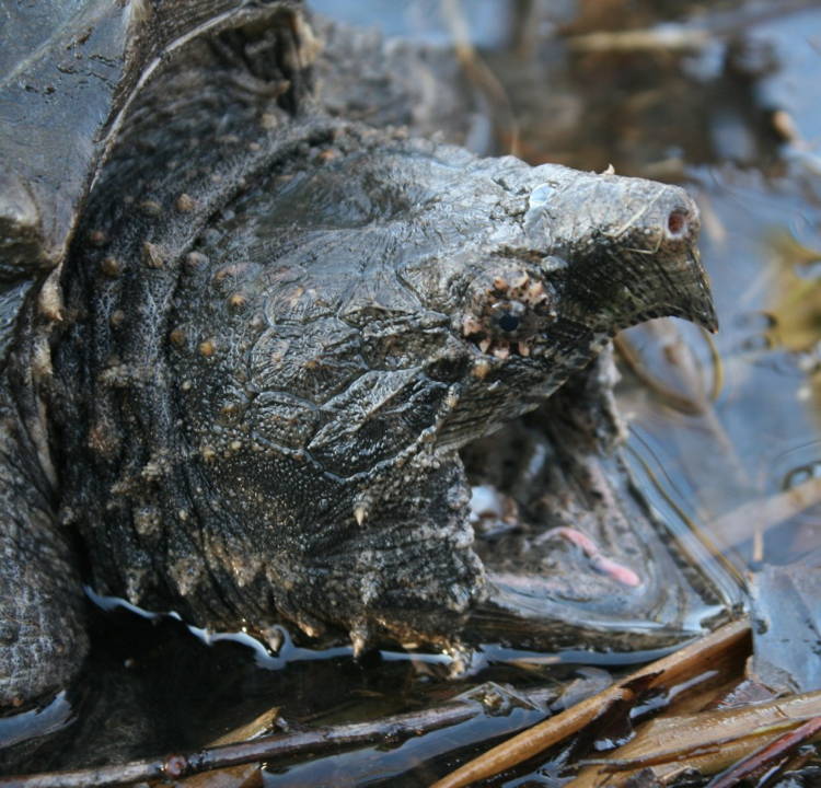 Alligator Snapping Turtle