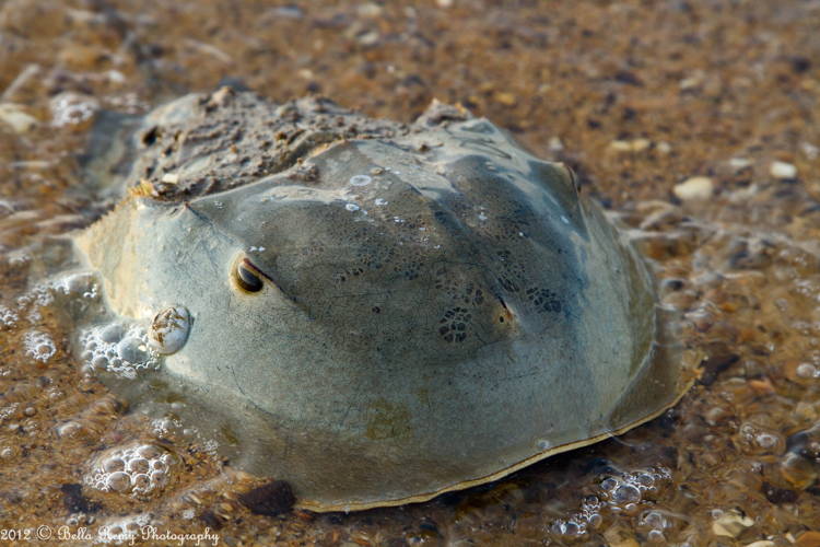 More Of The World s Most Incredible Living Fossils