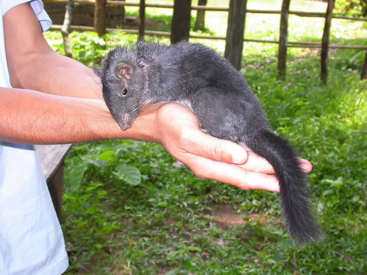 Laotian Rock Rat