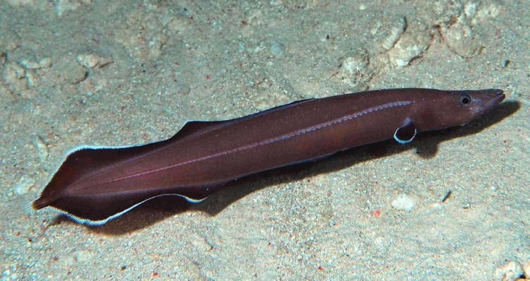 Recently Discovered Species Protoanguilla Palau