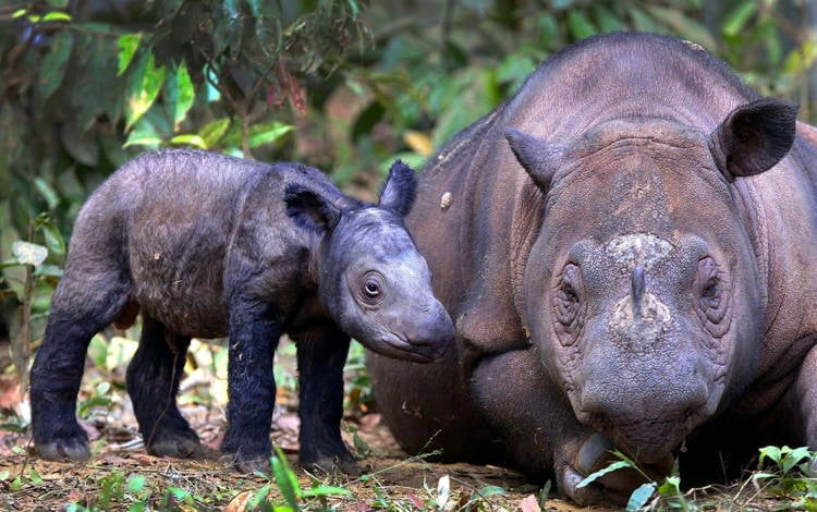 Sumatran Rhino