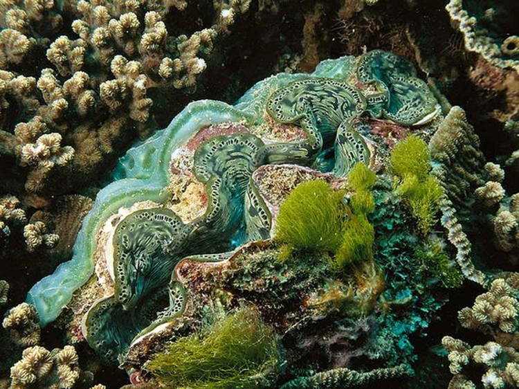 Four-Fantastic-Reef-Creatures-Clam1 Giant Clam