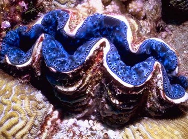 Four-Fantastic-Reef-Creatures-Clam2 Giant Clam
