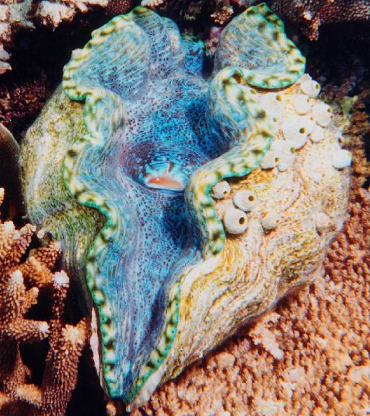 Four-Fantastic-Reef-Creatures-Clam3 Giant Clam