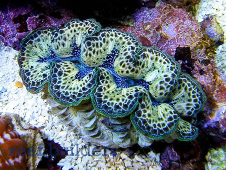 Four-Fantastic-Reef-Creatures-Clam4 Giant Clam
