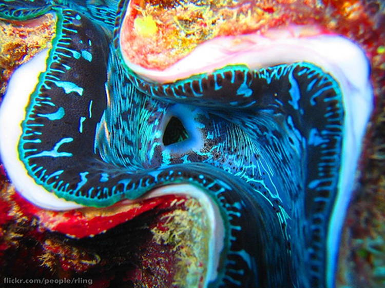 Four-Fantastic-Reef-Creatures-Clam5 Giant Clam