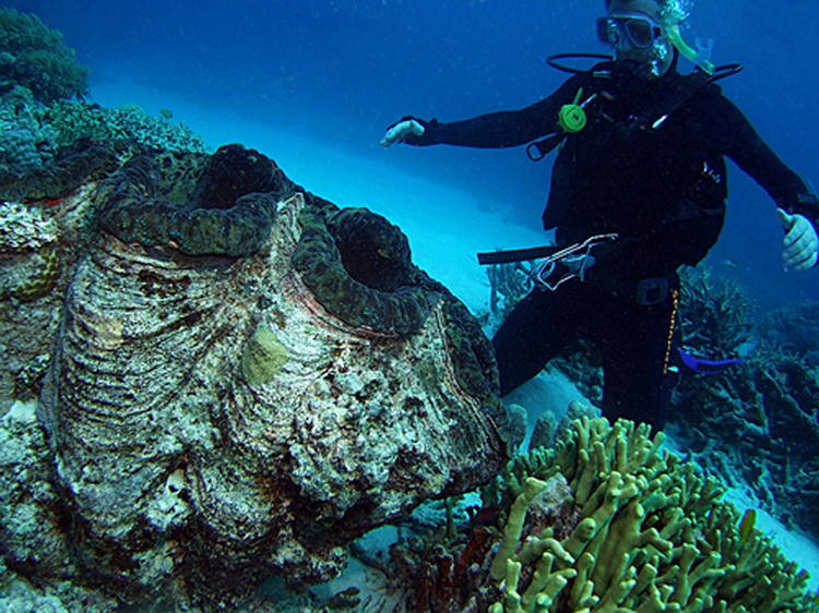 Four-Fantastic-Reef-Creatures-Clam6 Giant Clam
