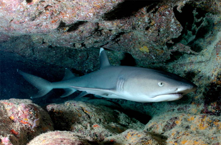 Four-Fantastic-Reef-Creatures-Shark1 White Tip Reef Shark