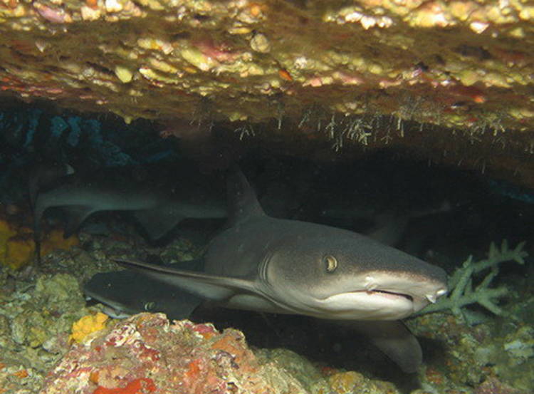 Four-Fantastic-Reef-Creatures-Shark3 White Tip Reef Shark