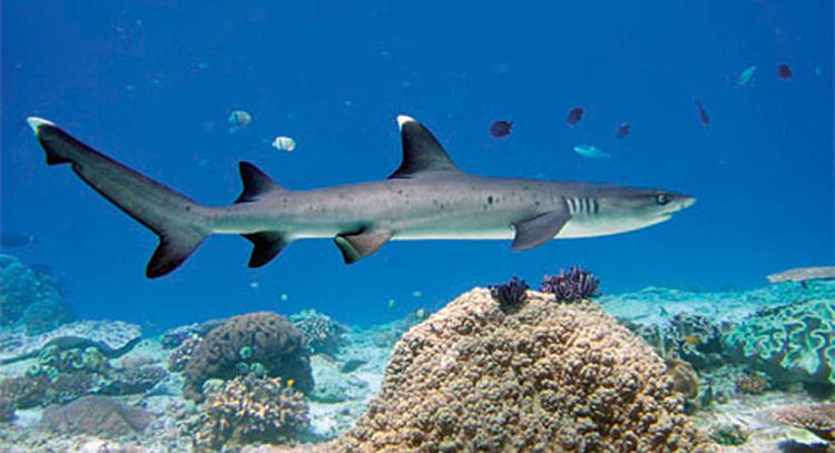 Four-Fantastic-Reef-Creatures-Shark4 White Tip Reef Shark