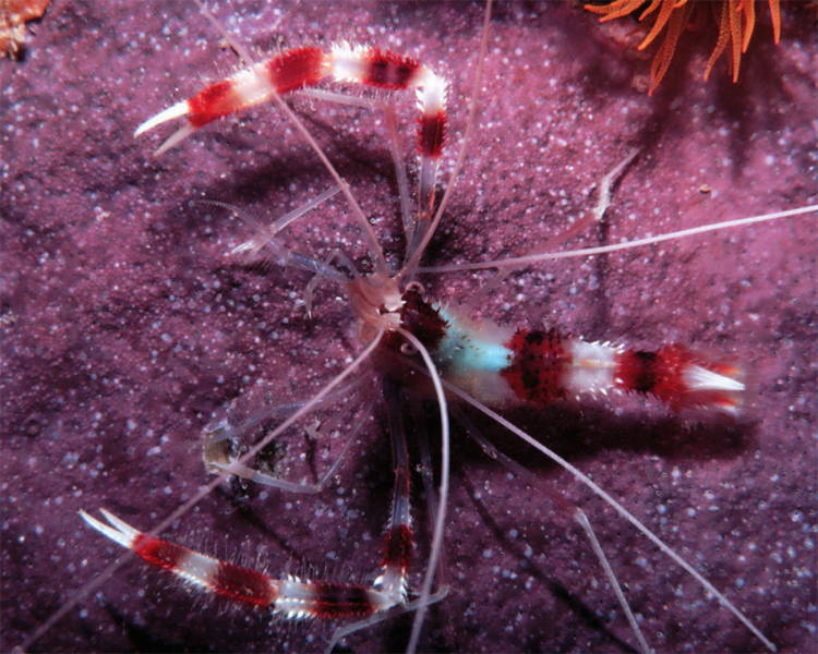 Four-Fantastic-Reef-Creatures-Shrimp1 Coral Shrimp