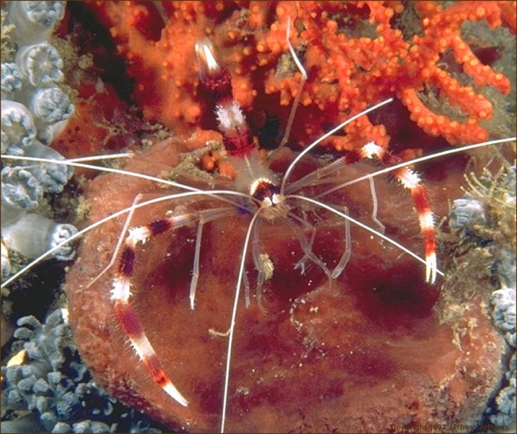 Four-Fantastic-Reef-Creatures-Shrimp2 Coral Shrimp