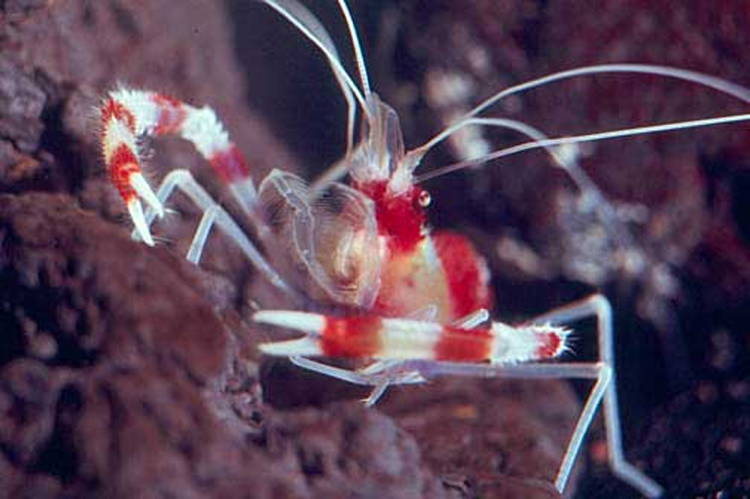 Four-Fantastic-Reef-Creatures-Shrimp3 Coral Shrimp