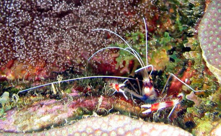 Four-Fantastic-Reef-Creatures-Shrimp4 Coral Shrimp
