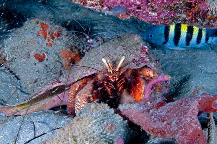 Four-Fantastic-Reef-Creatures-Shrimp5 Coral Shrimp