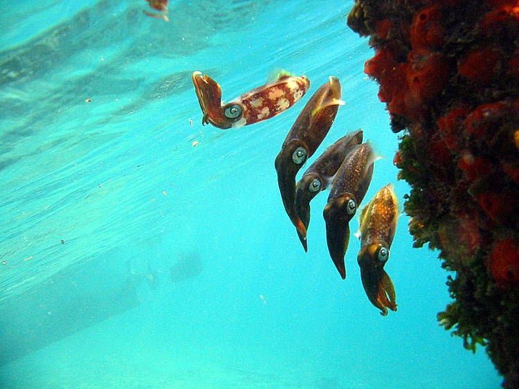 Four-Fantastic-Reef-Creatures-Squid1 Caribbean Reef Squid