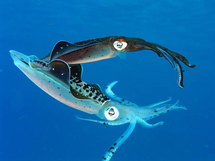 Four-Fantastic-Reef-Creatures-Squid2 Caribbean Reef Squid
