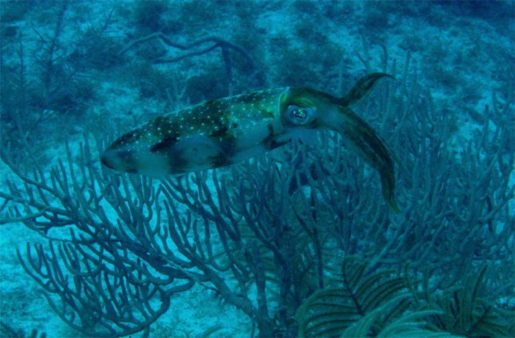 Four-Fantastic-Reef-Creatures-Squid3 Caribbean Reef Squid