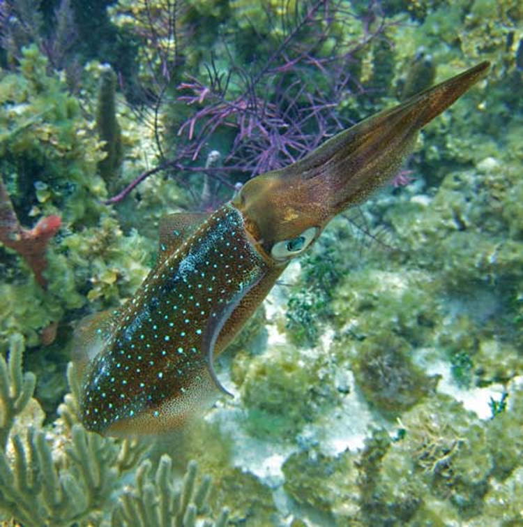Four-Fantastic-Reef-Creatures-Squid4 Caribbean Reef Squid
