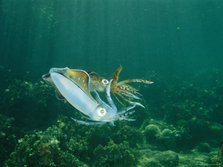 Four-Fantastic-Reef-Creatures-Squid5 Caribbean Reef Squid
