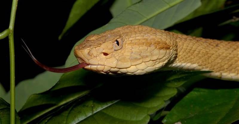 Snake Island Photograph