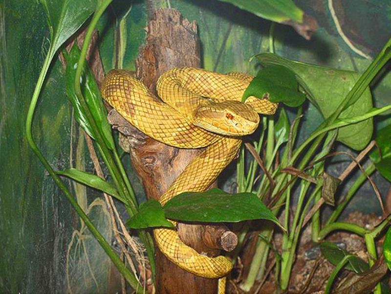 Snake Island Off Of Brazil