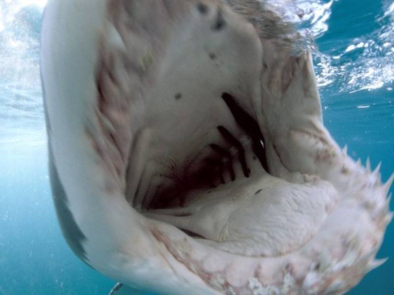 National Geographic Photo Shark Mouth