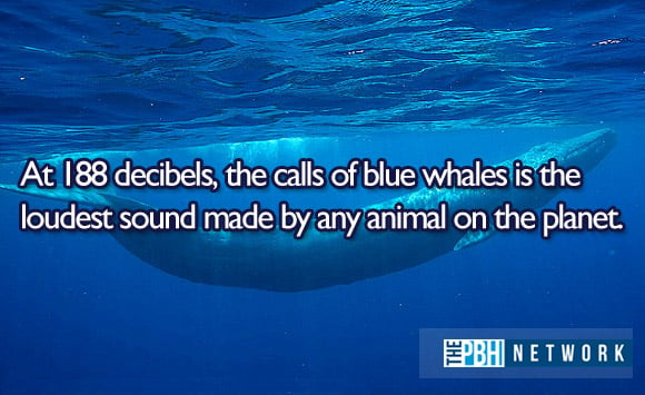 Facts About Blue Whales