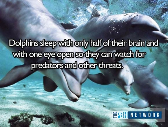 Amazing Facts About Ocean Animals Dolphin Sleep
